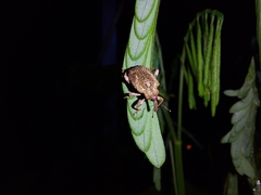 Phelypera distigma image