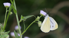 Pieris melete