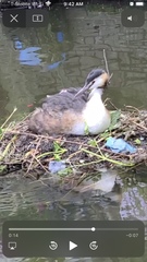 Podiceps cristatus