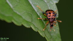 Paroplapoderus turbidus