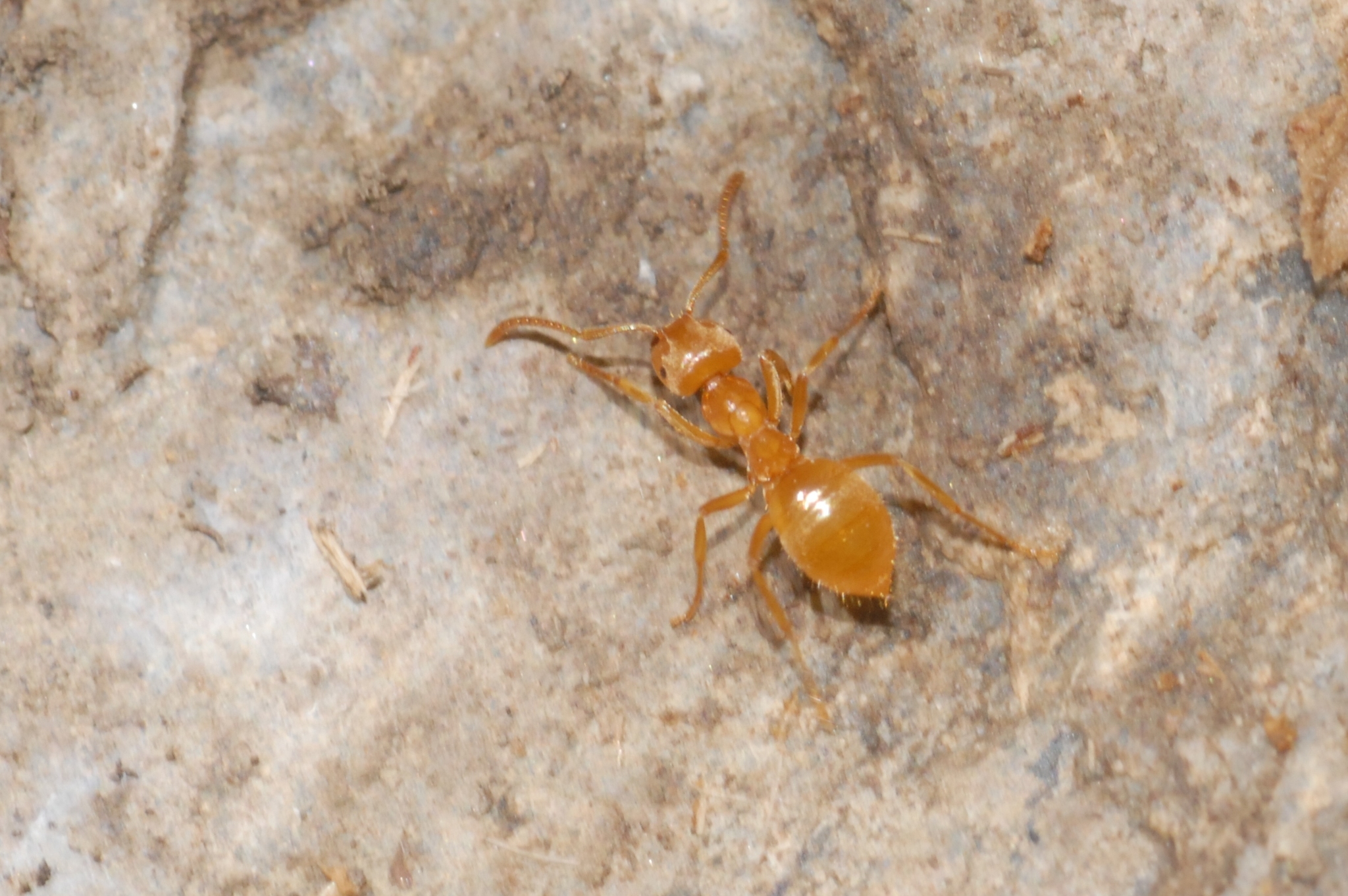Lasius citrinus
