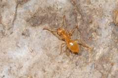 Lasius citrinus