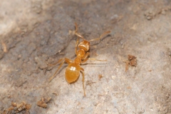 Lasius citrinus