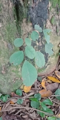 Dalbergia latifolia