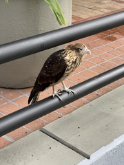 Daptrius chimachima cordatus