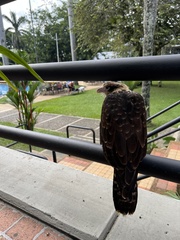 Daptrius chimachima cordatus