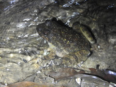 Quasipaa exilispinosa