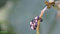 Sternuchopsis trifida