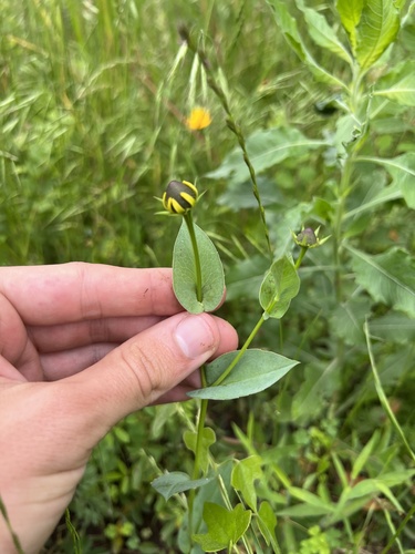 clasping coneflower (Dracopis amplexicaulis)