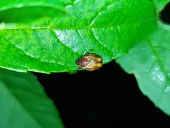 Strigoderma orbicularis