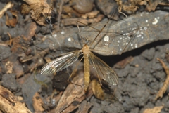 Limonia phragmitidis