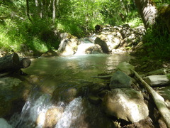 Limonia phragmitidis