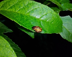 Strigoderma orbicularis