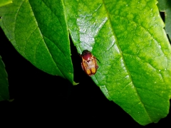 Strigoderma orbicularis