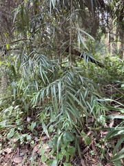 Afrocarpus