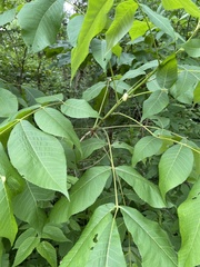 Phylloxera caryaeglobuli