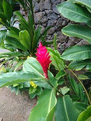 Alpinia purpurata