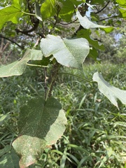 Erythrina abyssinica