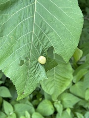 Phylloxera caryaeglobuli