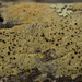 Pyrrhospora quernea - Photo (c) bjoerns,  זכויות יוצרים חלקיות (CC BY-SA), הועלה על ידי bjoerns