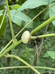 Phylloxera caryaeglobuli