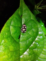 Alagoasa bipunctata