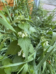 Lamium album