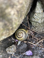 Cepaea