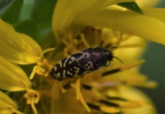 Acmaeodera mixta