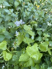 Alliaria petiolata