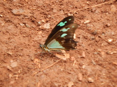 Papilio phorcas