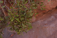 Maytenus viscifolia