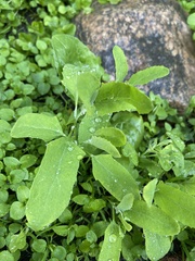 Atriplex patula