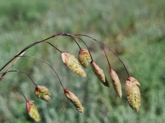 Bromus briziformis