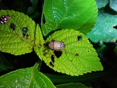 Walterianella tenuicincta