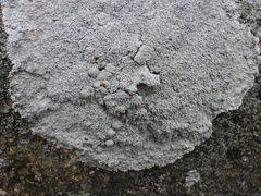 Pertusaria corallina