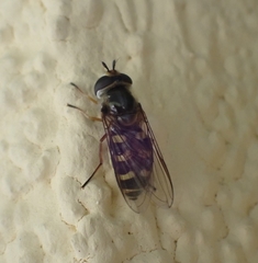 Lapposyrphus lapponicus