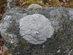 Pertusaria corallina