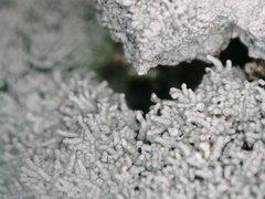 Pertusaria corallina