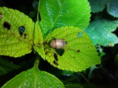Walterianella tenuicincta