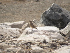 Sicalis olivascens