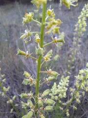 Reseda lutea