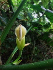 Philodendron sparreorum