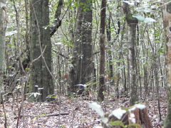 Cephalophorus harveyi