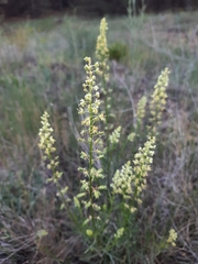 Reseda lutea