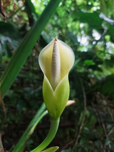 Philodendron colombianum  iNaturalist