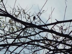 Nectarinia kilimensis