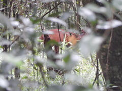 Cephalophorus harveyi