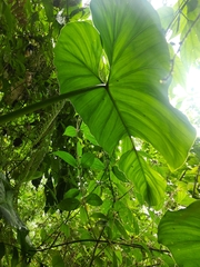 Philodendron sparreorum