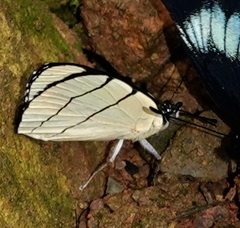 Perisama oppelii erebina